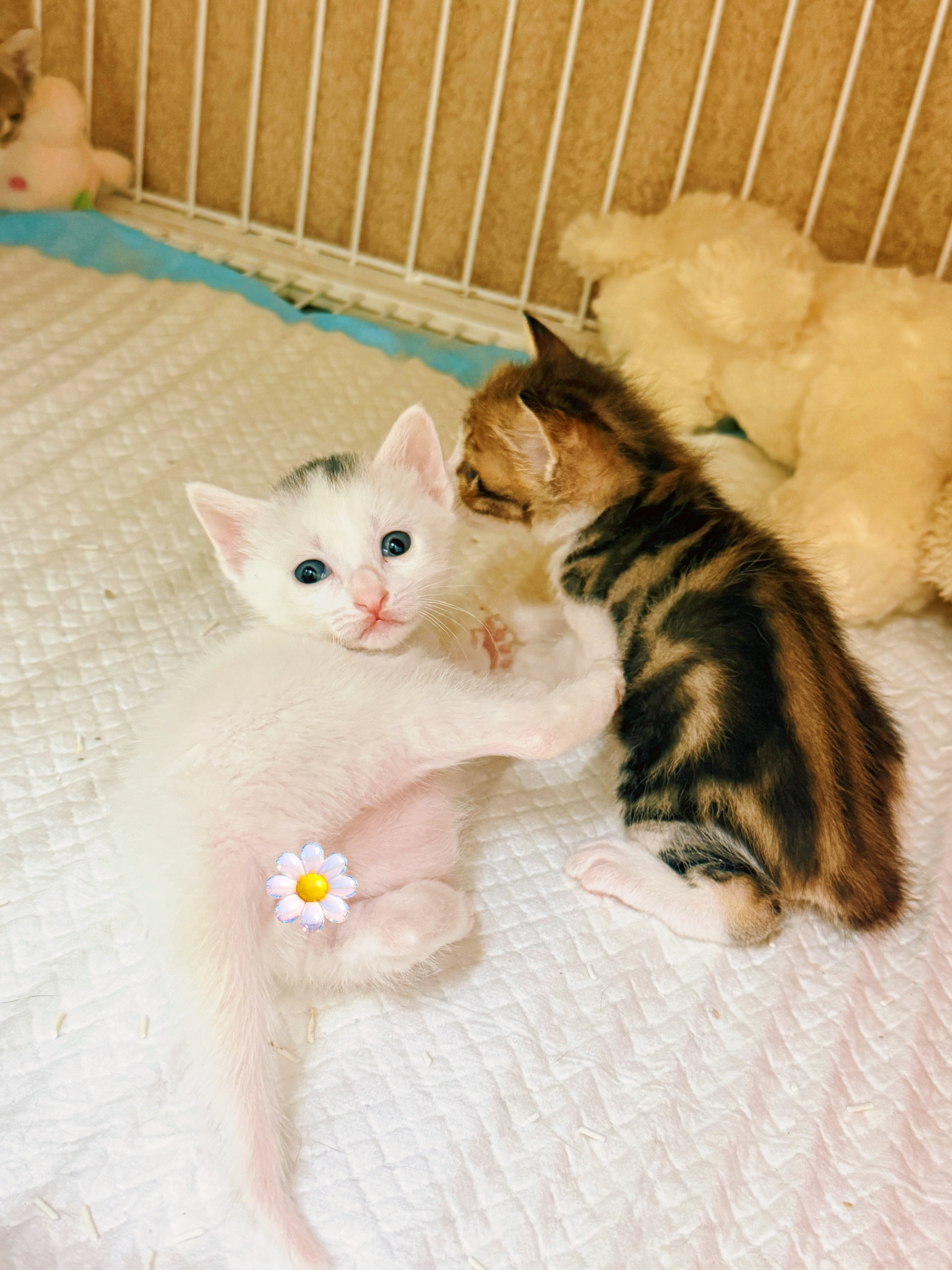 流浪猫妈妈兰兰的白鹅子，颜值太高了吧！萌宠