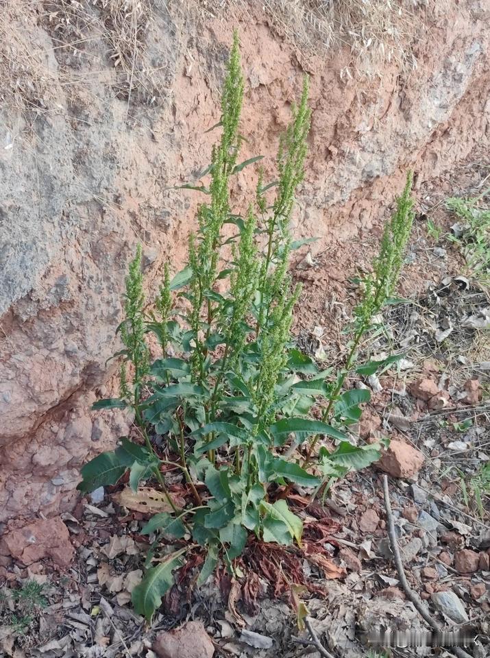 这么大一颗车前草，哪位条友需要给你寄过去[烟花][福]车前草茶 车前草传说 车前