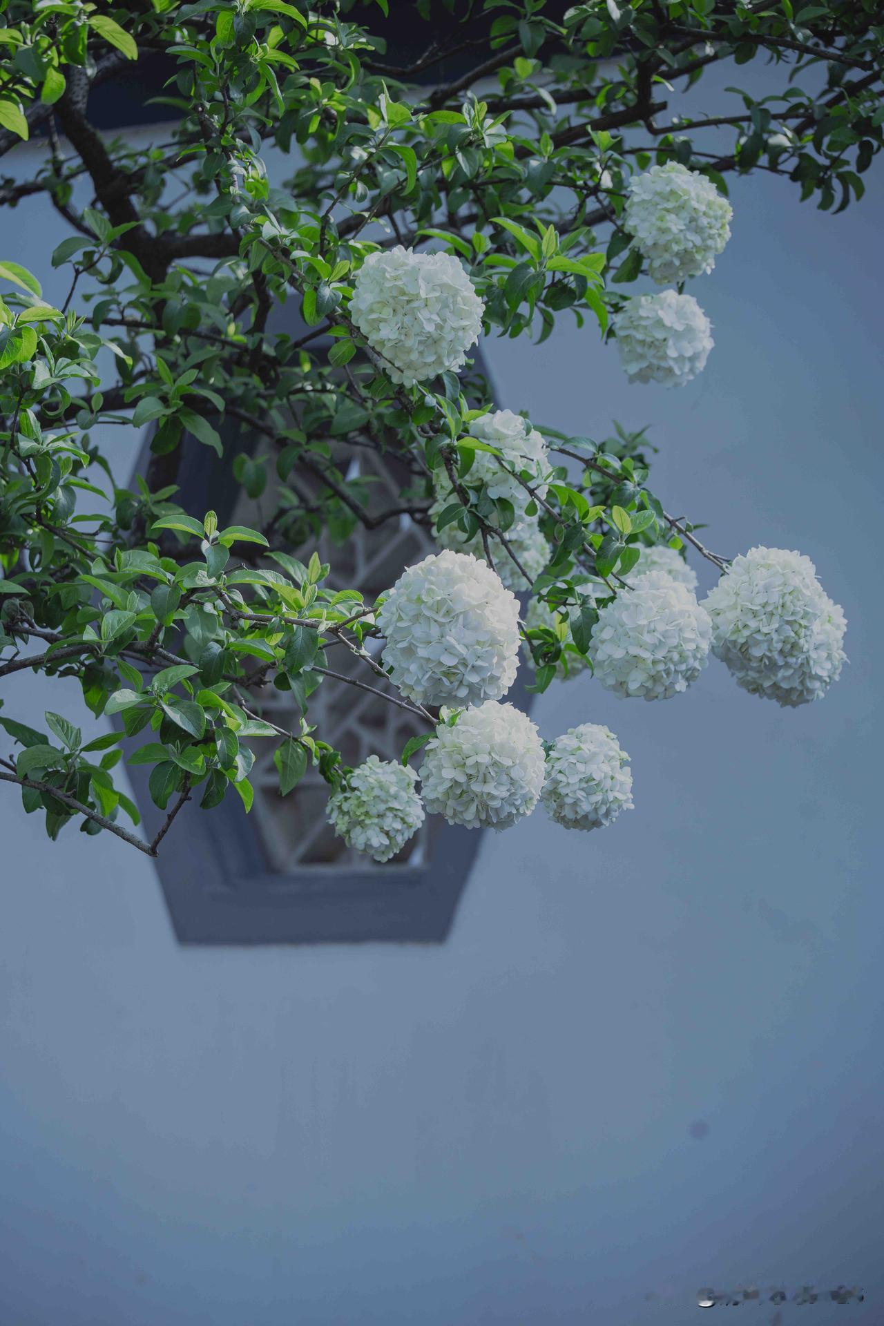 南京总统府煦园｜岸静花如雪 庭深意自悠

         刚走完温婉精巧的苏州