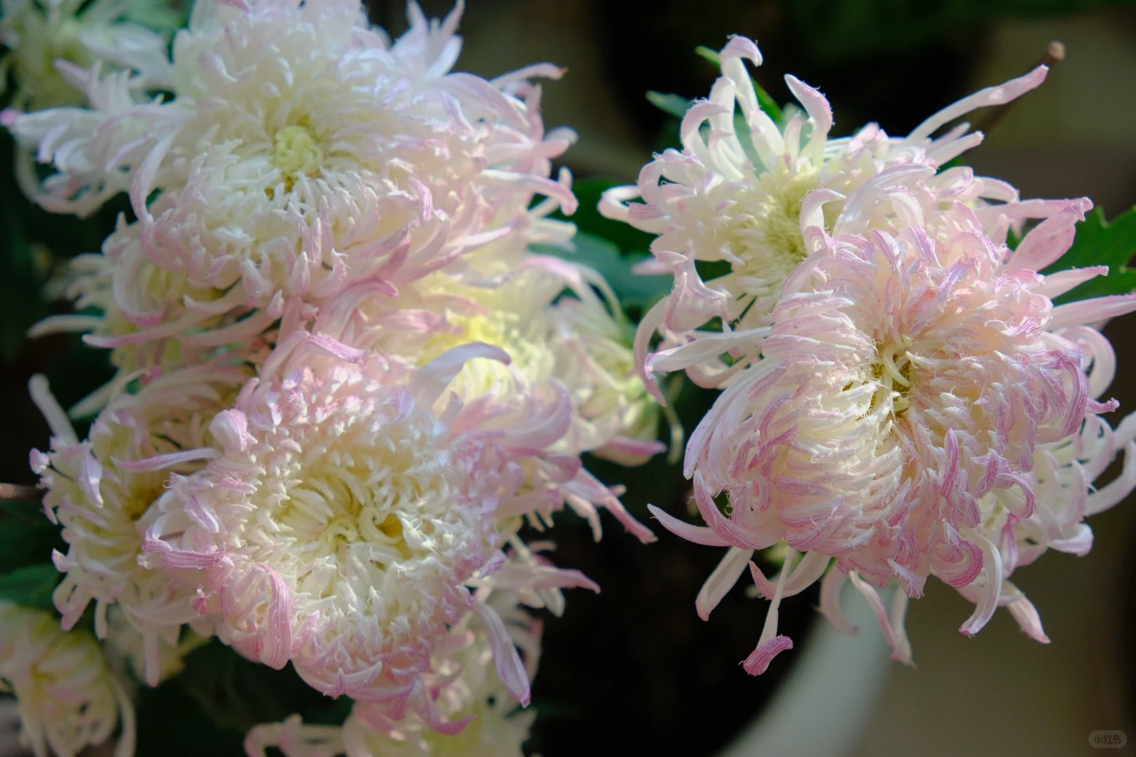 鹅毛粉黛与仙露蟠桃