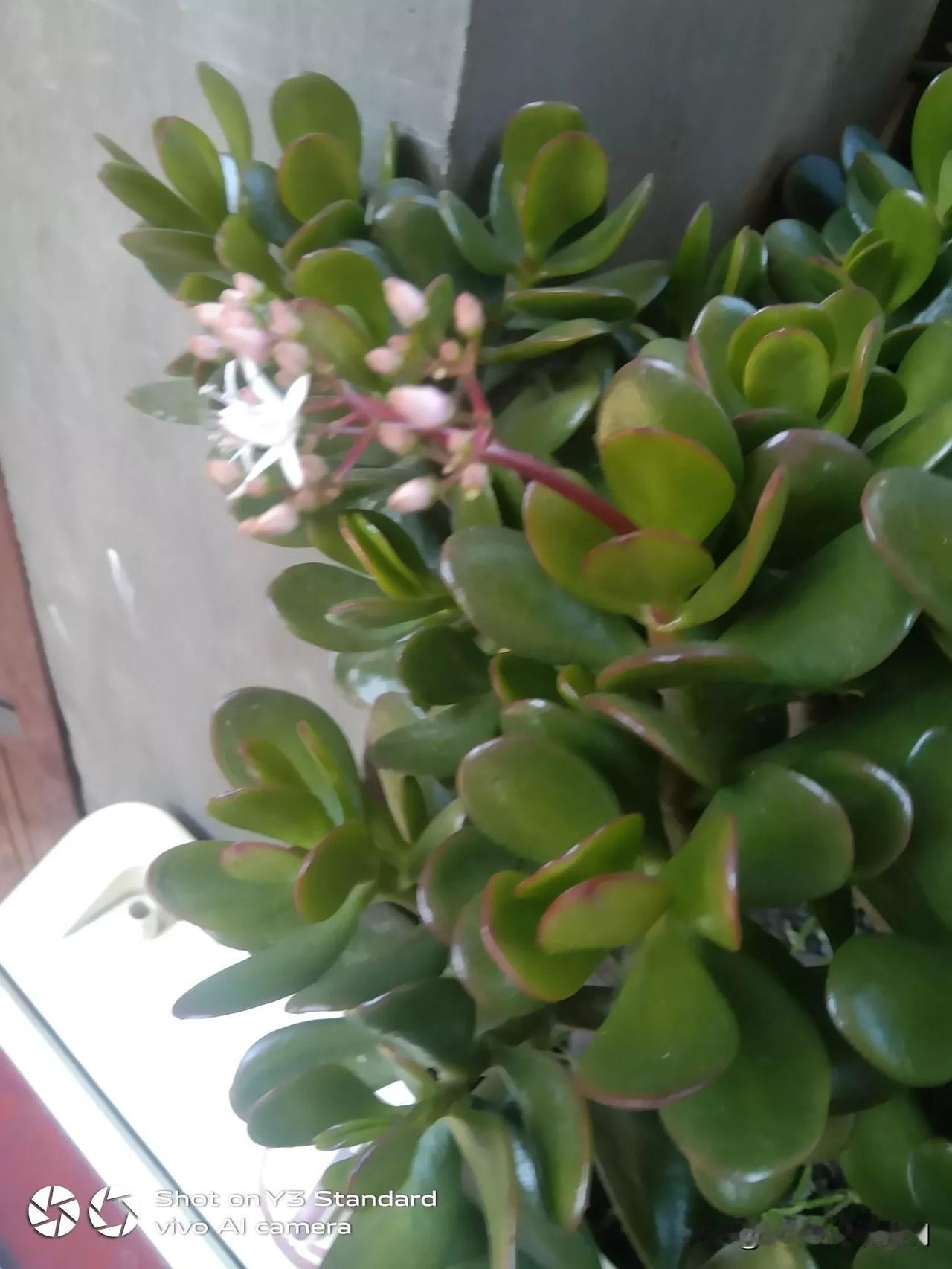 好几年了。沒有看到过这种肉肉花，也会开花的，这个品种长的快，也比较好看的一种了。