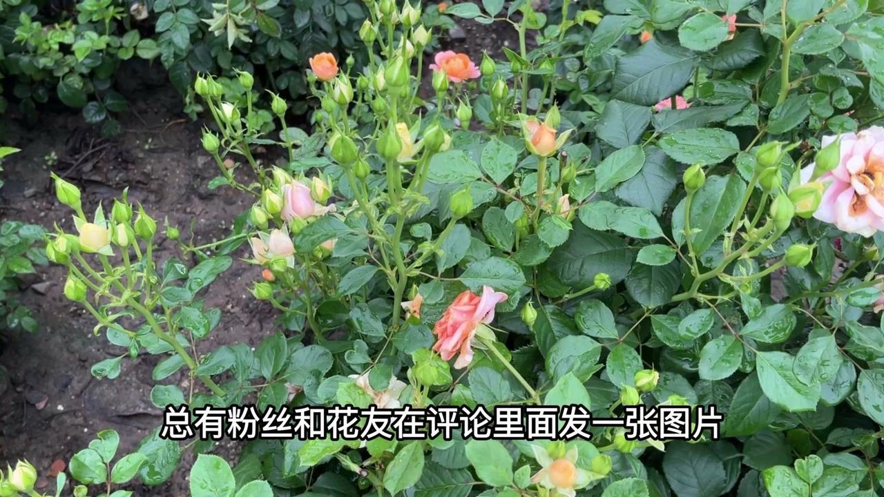 总有粉丝和花友在评论里面发一张图片，问我这是什么品种。有的常见的我还能答得上来，