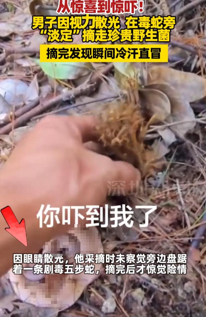云南，一男子上山采野生菌，撞见品相极佳的珍贵扫把菌，满心欢喜伸手采摘，殊不知指尖