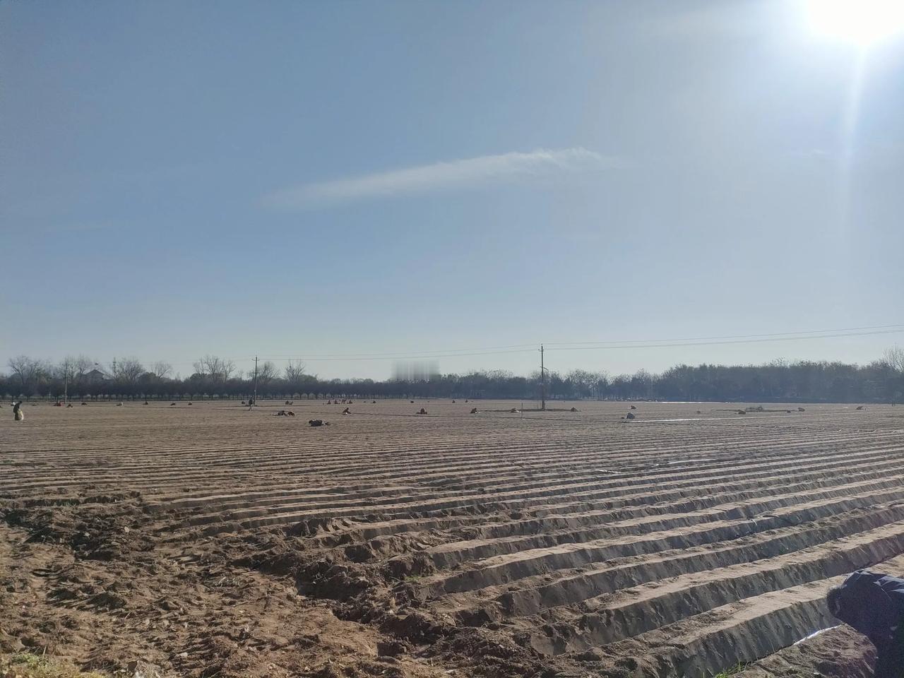 大荔真大。沿黄公路大荔段的冬天，和我想象的完全不同，一大片平整好的土地上，一群人