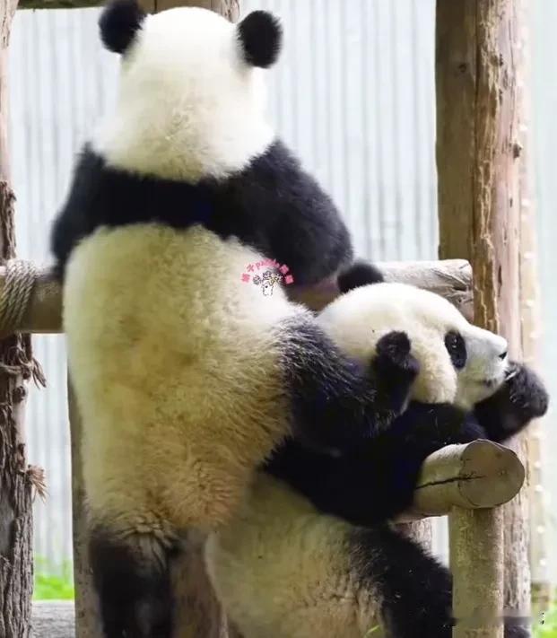 大熊猫真聪明，和人类一样都知道借力爬高，不过它们不像人类一样征求别人同意之后才采
