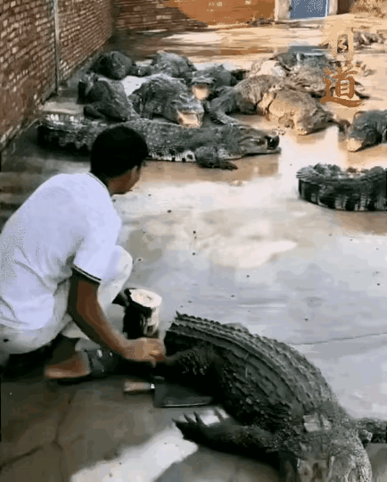 鳄鱼连同类都吃的啊？