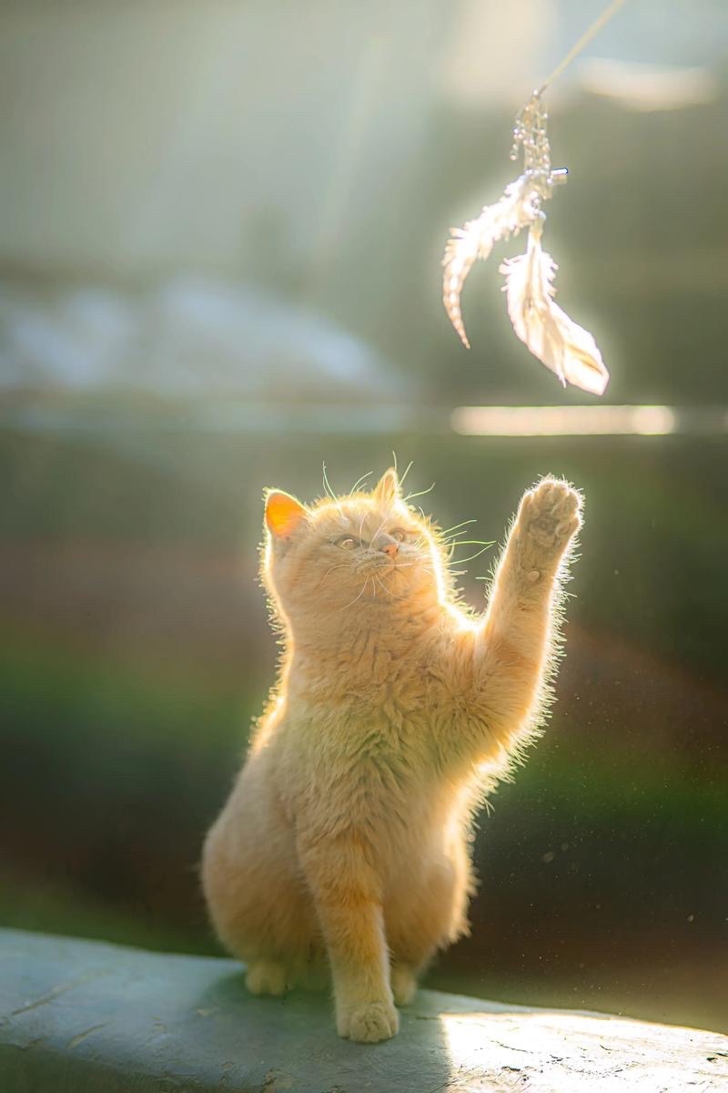 自由的小猫不叫流浪猫 风是它的玩伴，巷口是它的家。自带松弛感，活得潇洒又自在，谁