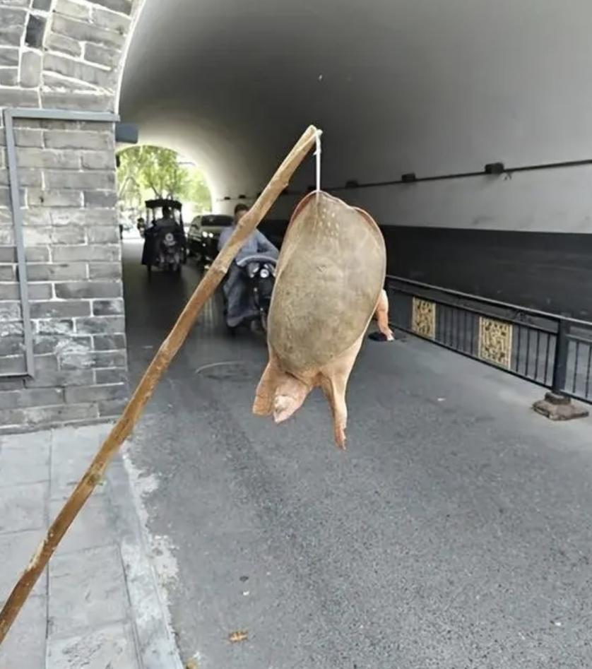  开封旅游 谨防街头诈骗 
     紧急提醒❗️开封大梁门附近流动卖珍珠龟的是