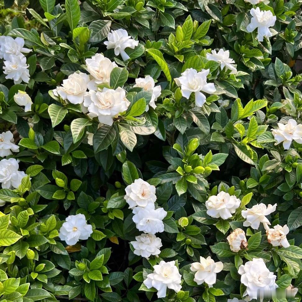 栀子花的种植方法一、光照适宜栀子花喜充足散射光，宜放置于光线明亮但无强光直射的位