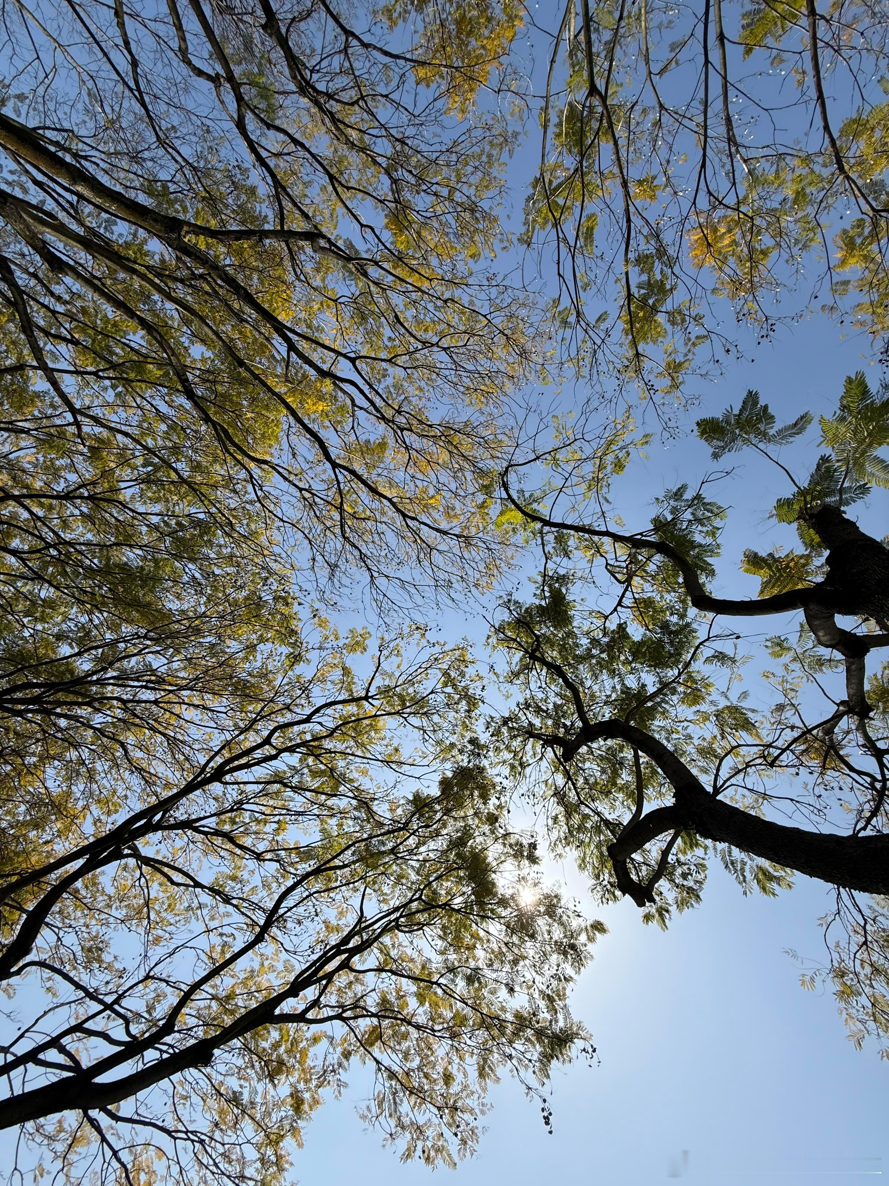 中央公园治愈时刻🌲天气好到一吃完午饭就跑中央公园来了提前点喝的 到公园门口等了