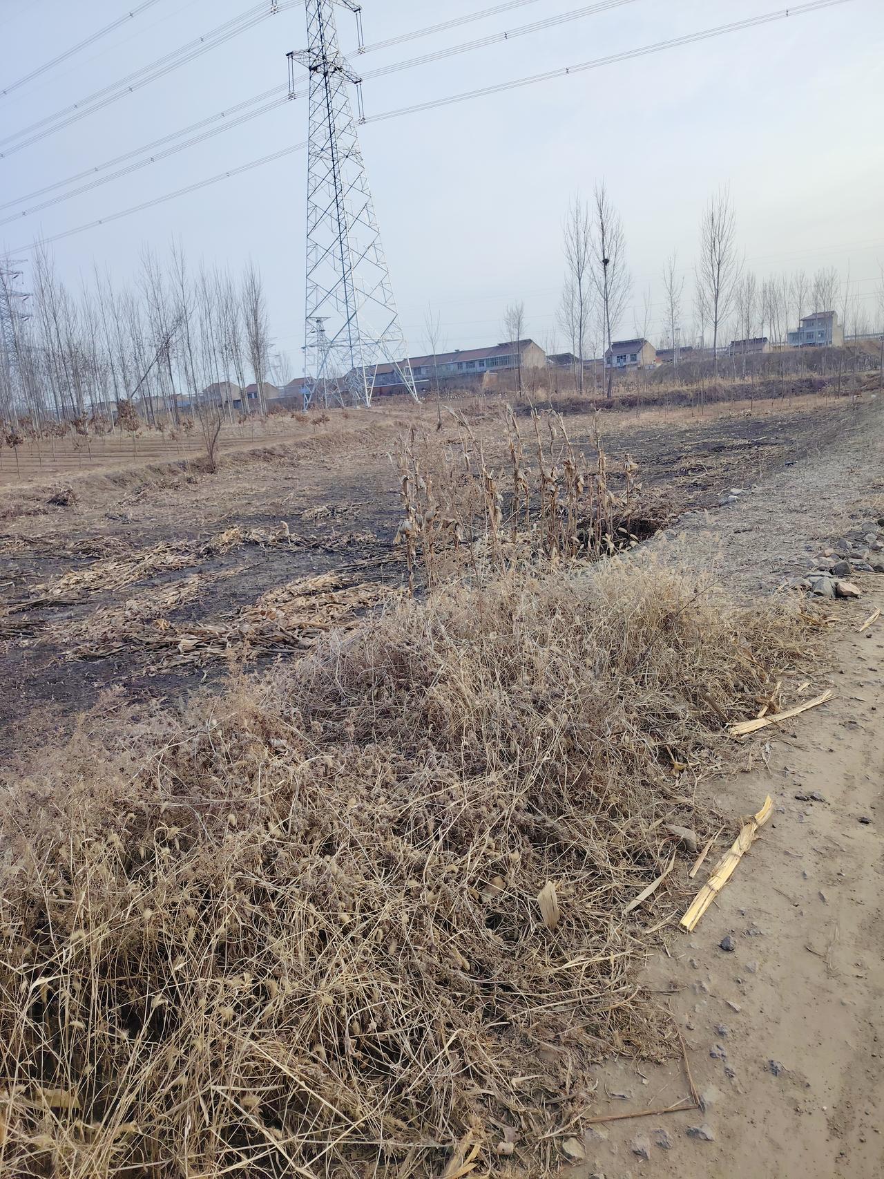 今年冬天的不同 今年冬天，秋收后的田野和以往有些不同。像江西上饶，夏天持续高温少