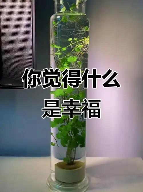 每个人心里都藏着一个关于幸福的秘密地图，这个地图上标记着属于自己最深处的渴望与追