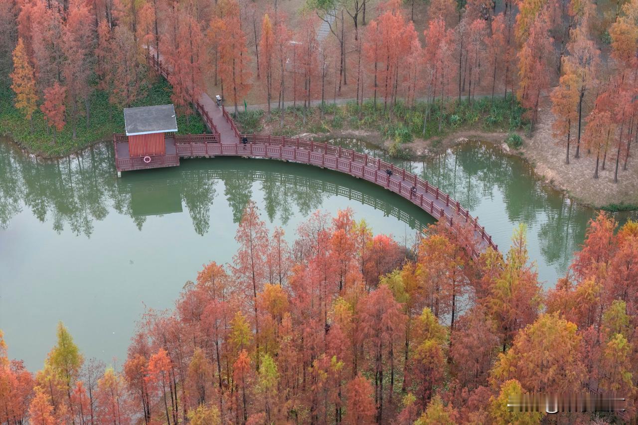 【美图与诗】咏红水杉
暮秋霜辰，风清天澄。临水凭栏，见红杉卓立，傲对寒氛。虬枝直