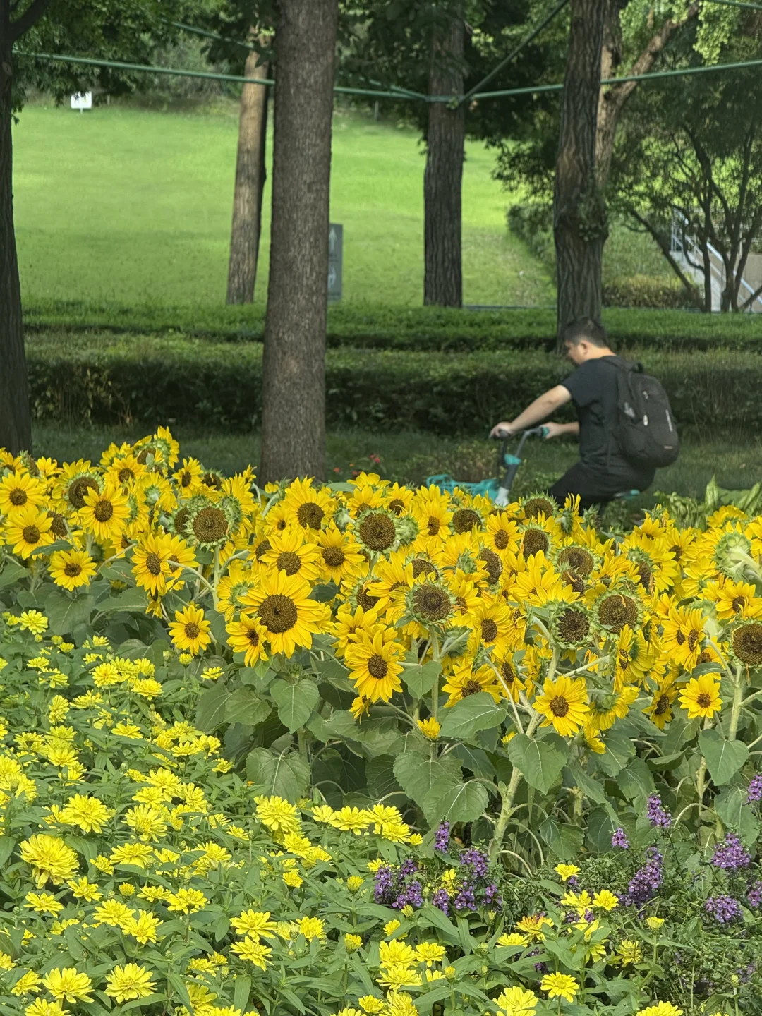 成都的绿化好好看！不说我还以为是公园