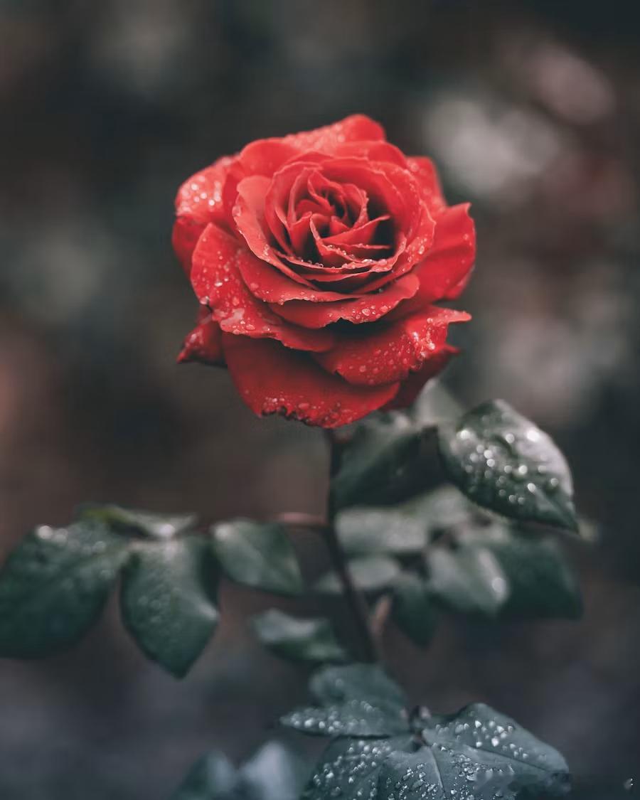 撒哈拉人有他们的纪年，一万个世纪短于一朵玫瑰的瞬间。----- E.E.卡明斯 