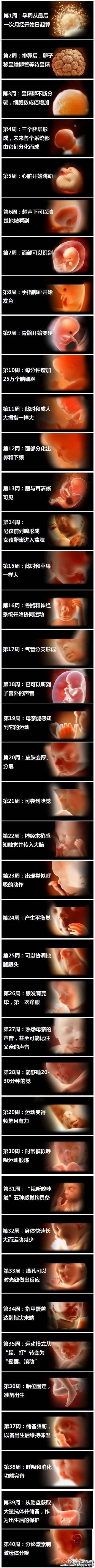 宝宝发育全过程！