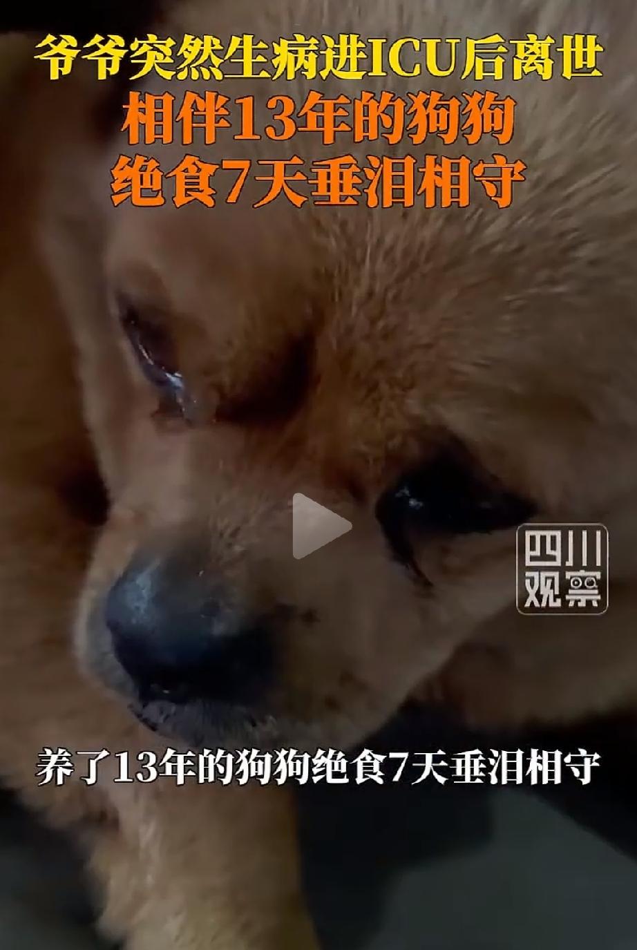 万物皆有灵！四川雅安，小娟爷爷突发疾病走了。一家人都沉浸在悲痛中，忙着操办后事。