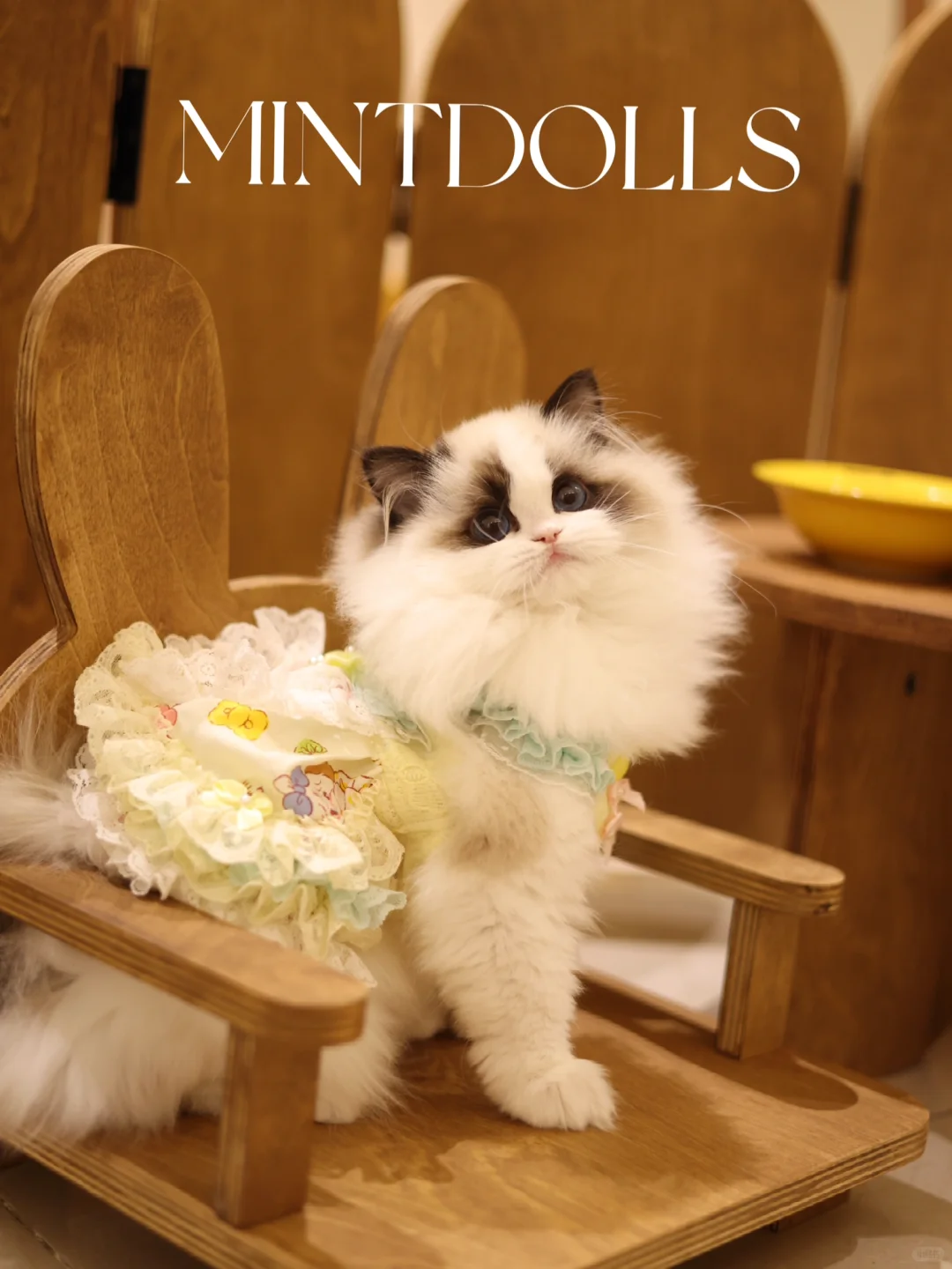 小猫茶话会🫖