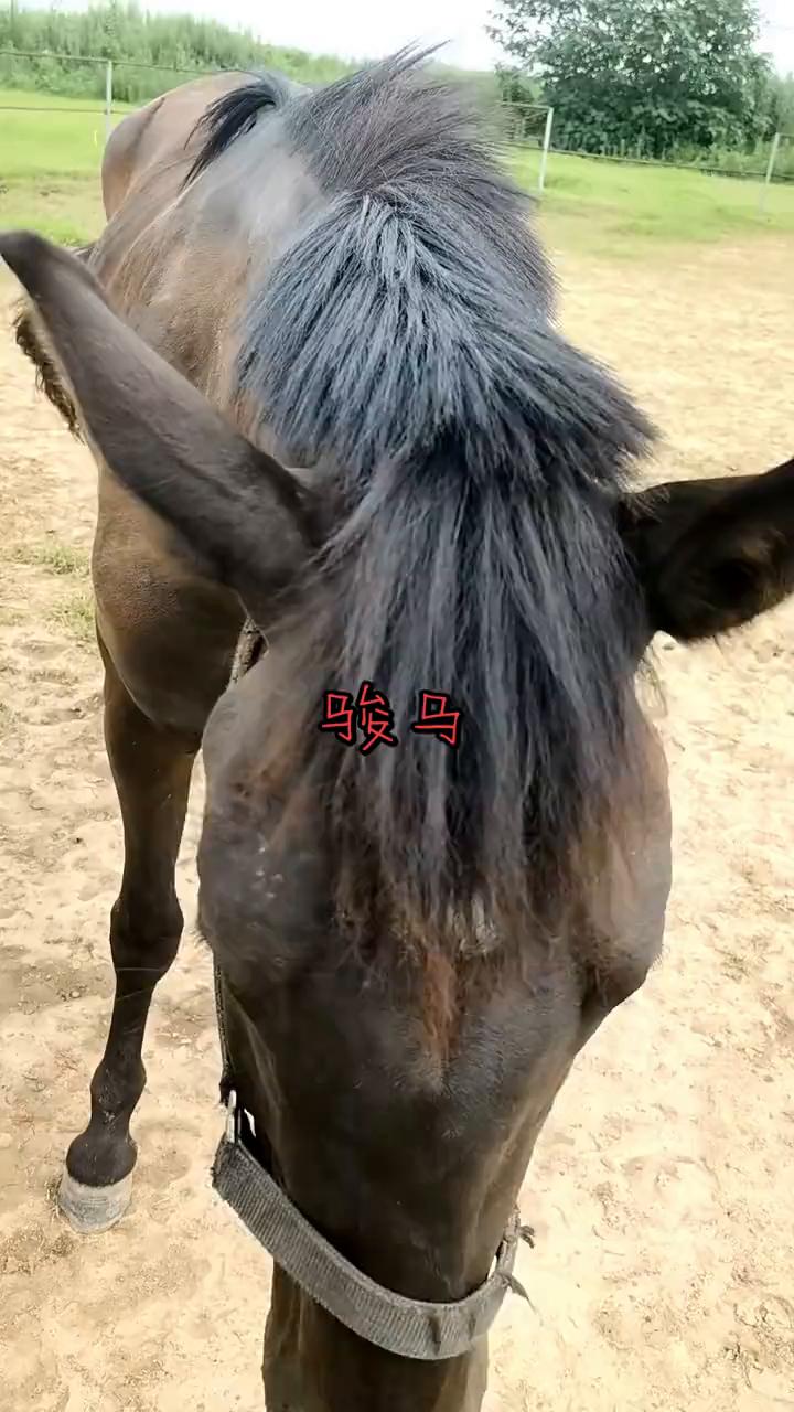骏马。