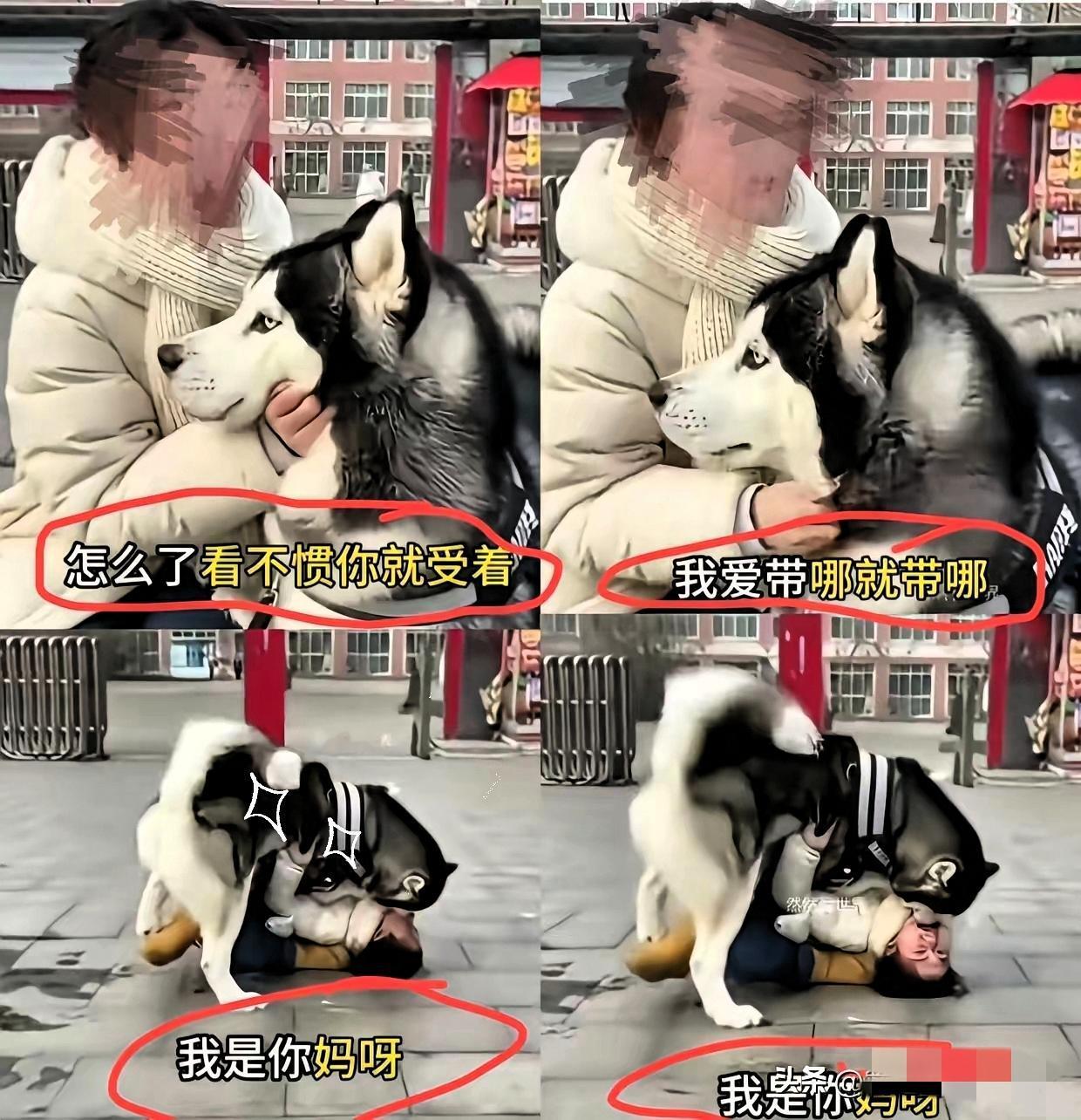 这下咱们可算是见识到什么叫“现世报”了。
​一个女的，天天牵着条大猛犬去学校门口