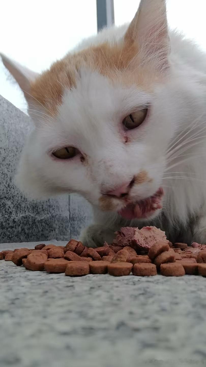 49371【丑猫】僵尸吃掉了你的脑子