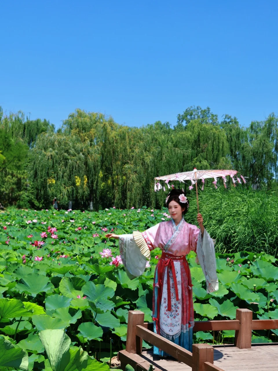 津沽夏日秘境！南翠屏荷花汉服氛围感绝了
