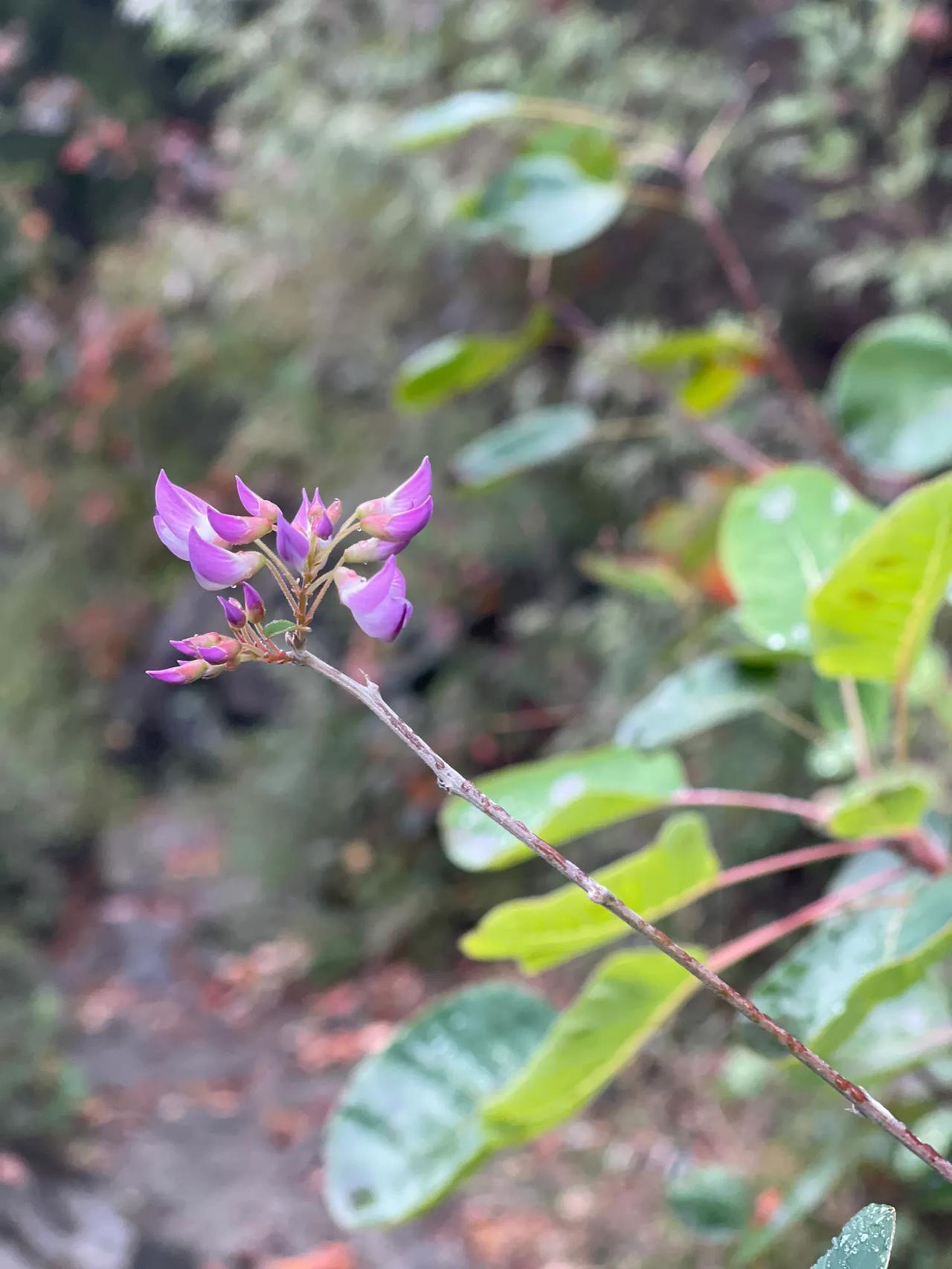  你知道这是什么花吗？因为它太好看，所以就拍了下来，不过真不知道它的名字呢？
