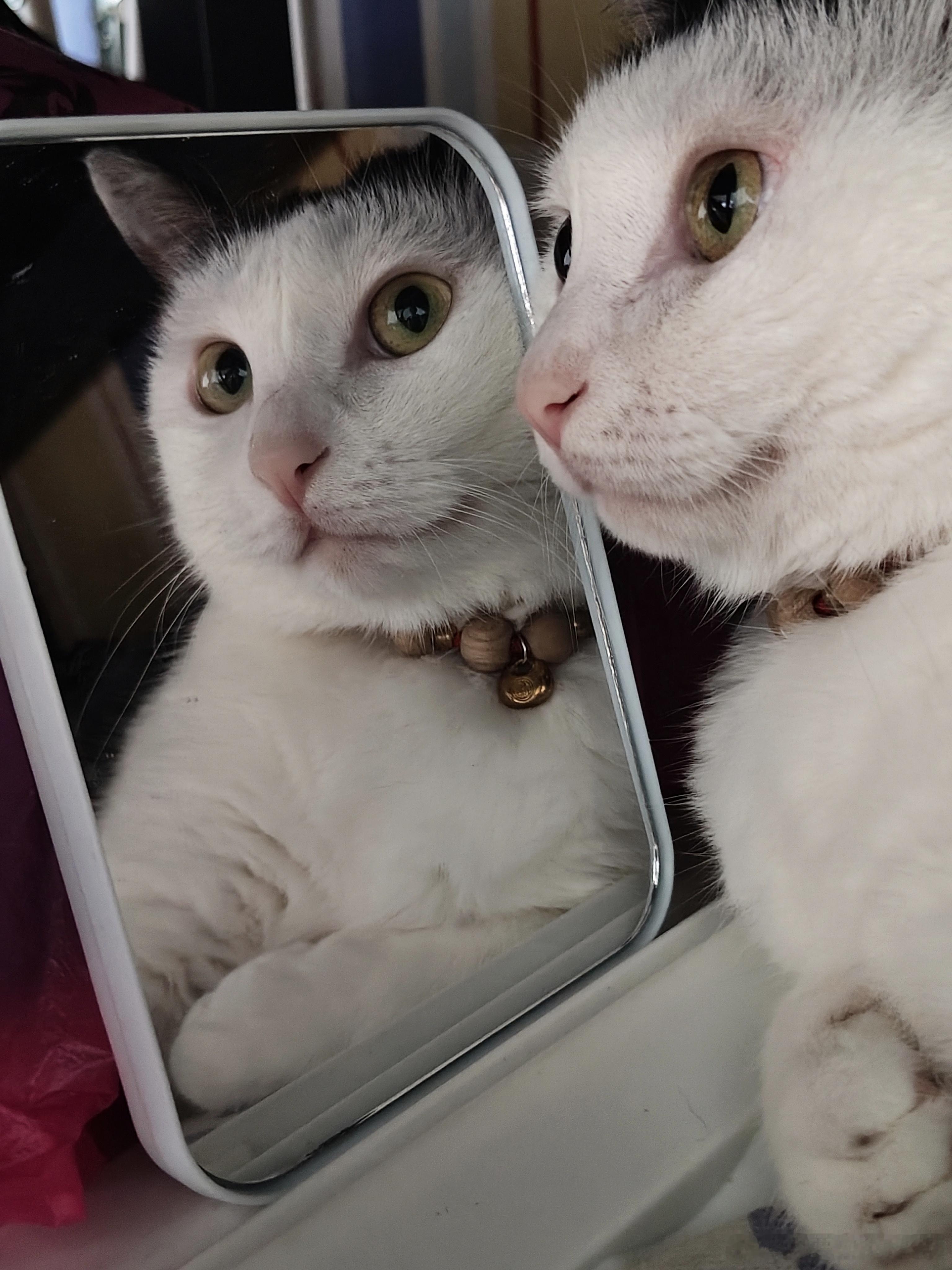小猪 