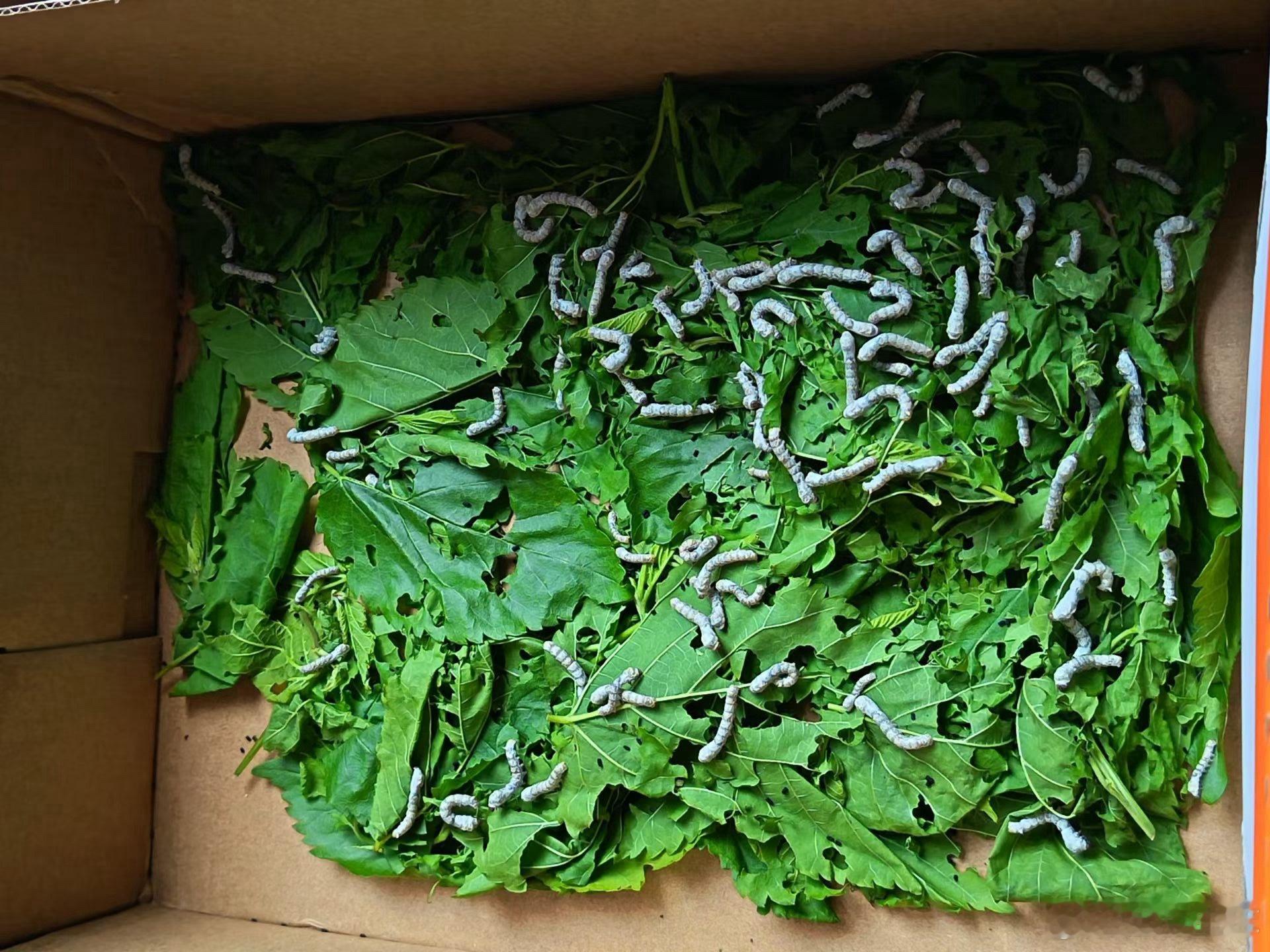 你们小时候养过吗 