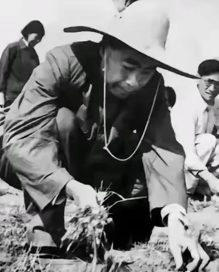 每次看到周总理戴着草帽，在田间弯腰拾起散落麦穗的画面，心里瞬间就发酸，忍不住眼眶