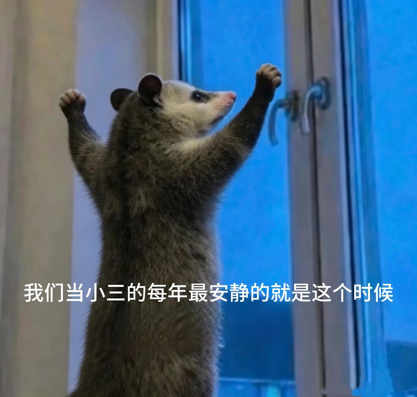 负鼠表情包 520抽象文案 
