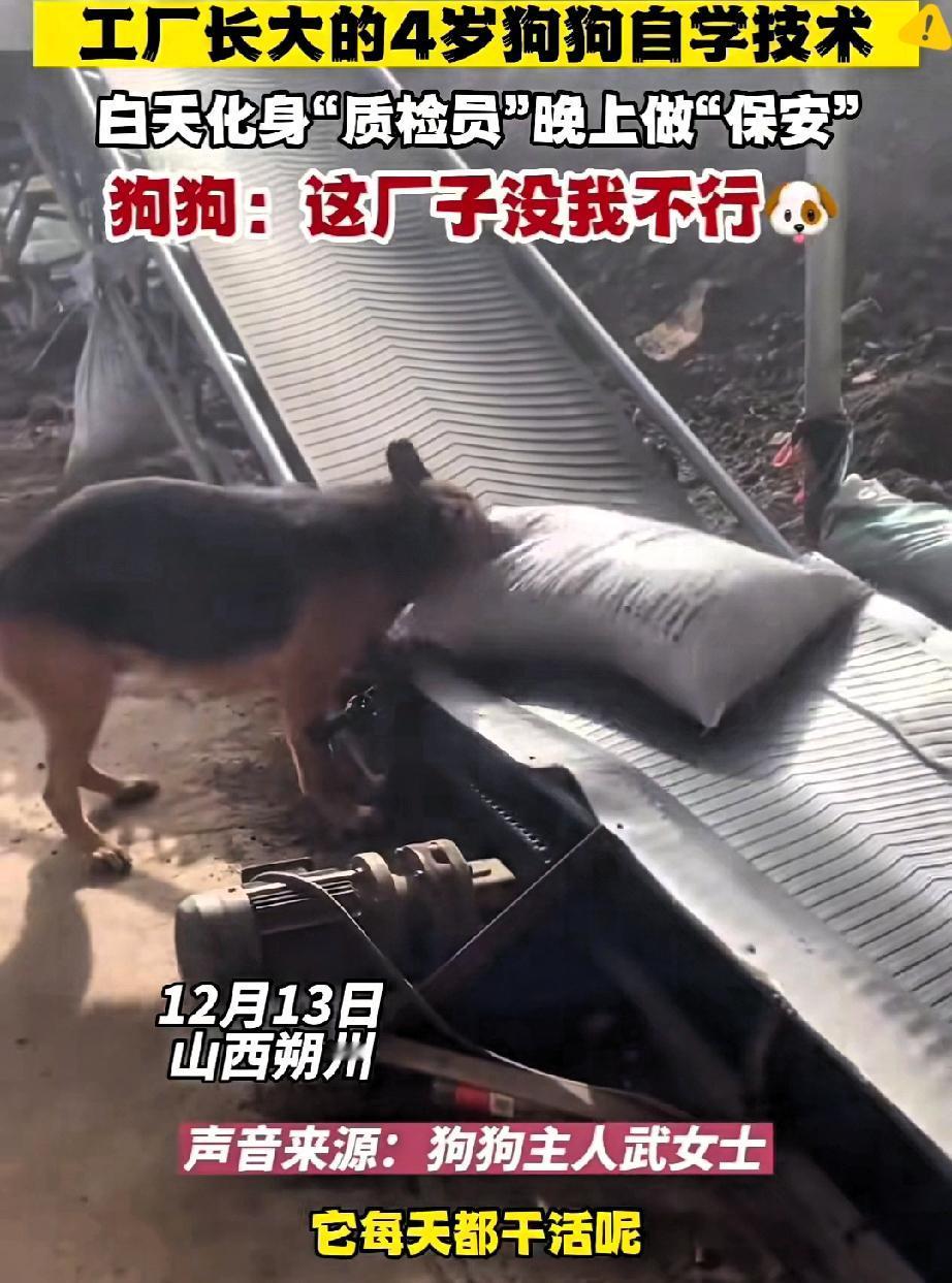 山西朔州这只狗狗也太会报恩了吧！

被饲料厂收养后，直接把自己活成“全能员工”，