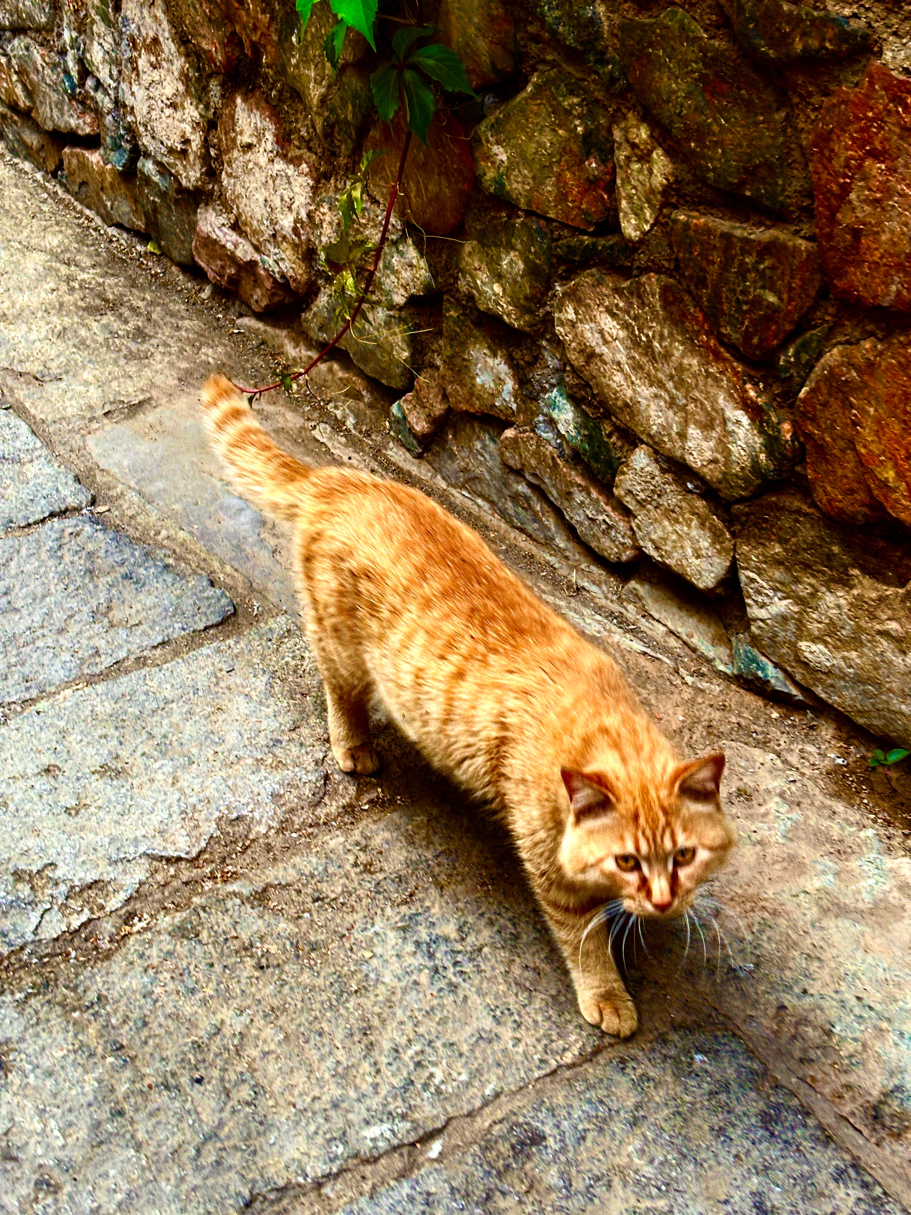 车若初见 古北水镇的小猫子们~晒着太阳，太悠闲了