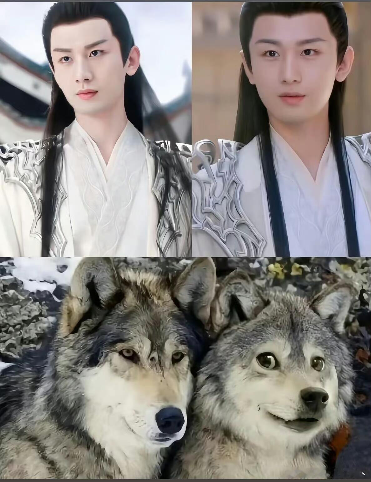 百变e咖，🉑奶🉑狼成毅[话题]被成毅治愈到了[话题]反差萌[话题] ​​​