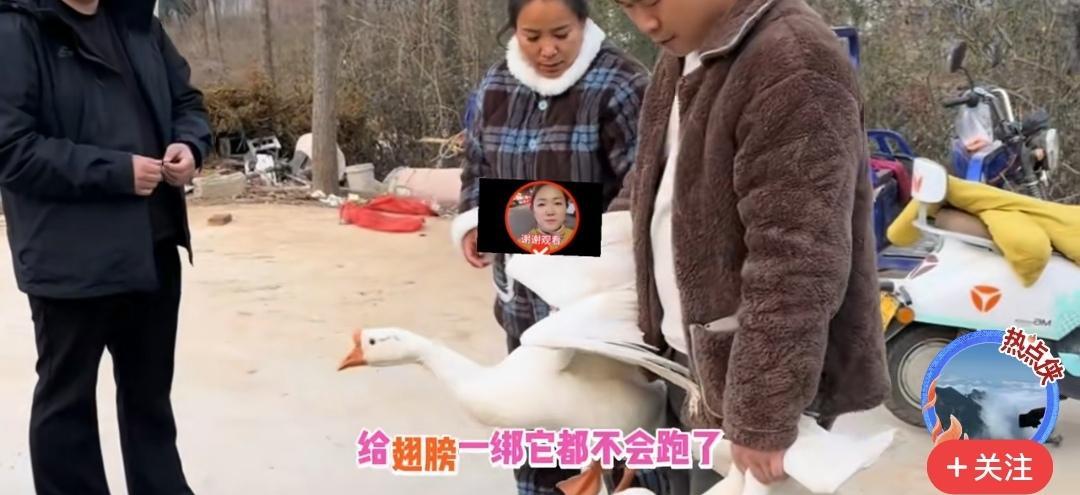 那只鹅，可能从一开始就没被绑住。
你看到的挣脱、逃跑、甚至主人的惊呼，都只是故事