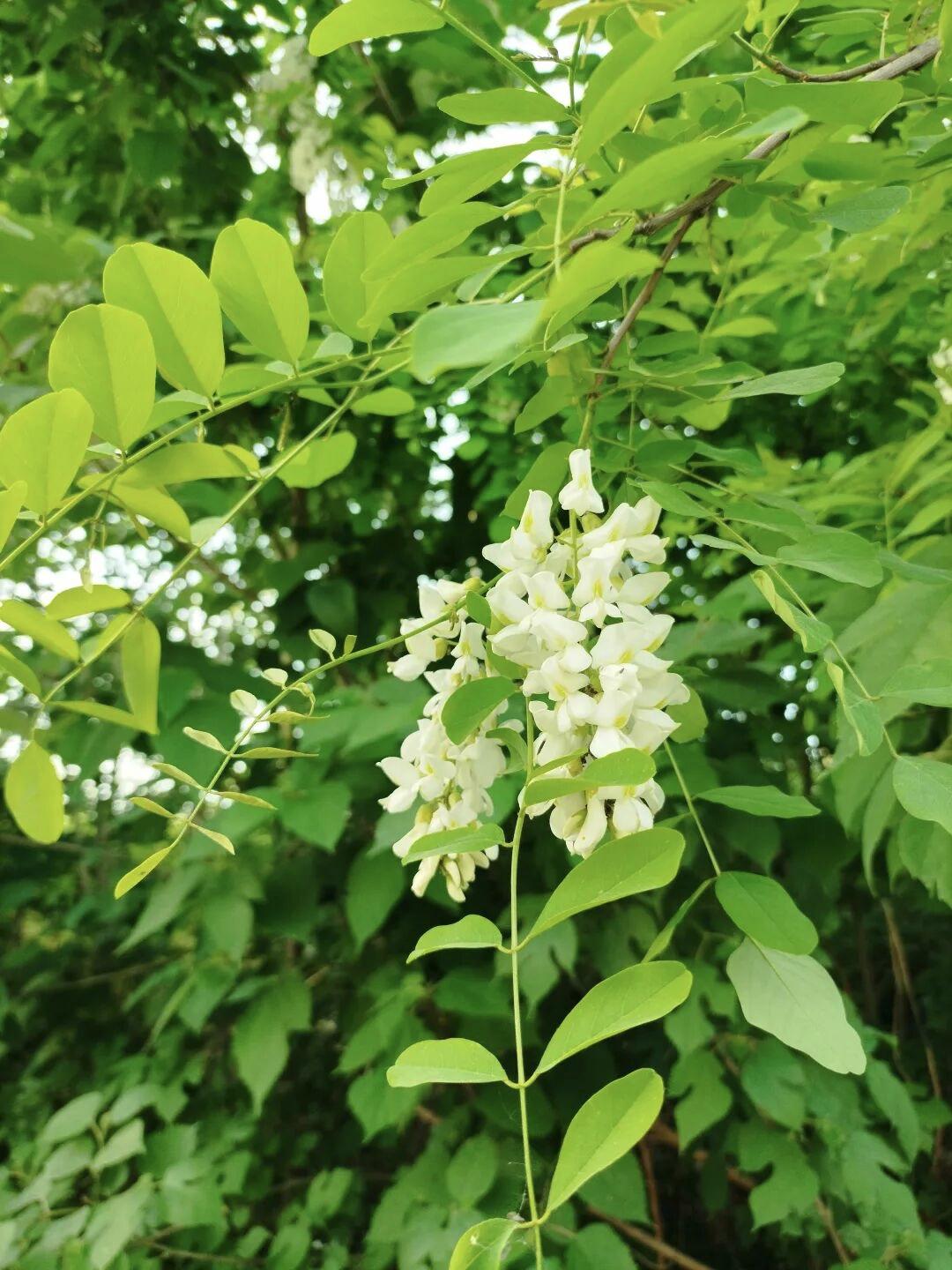 春日生活打卡季从高速上过，看见路边洋槐树花开的很旺，以前我们这南山上，红槐花坐在