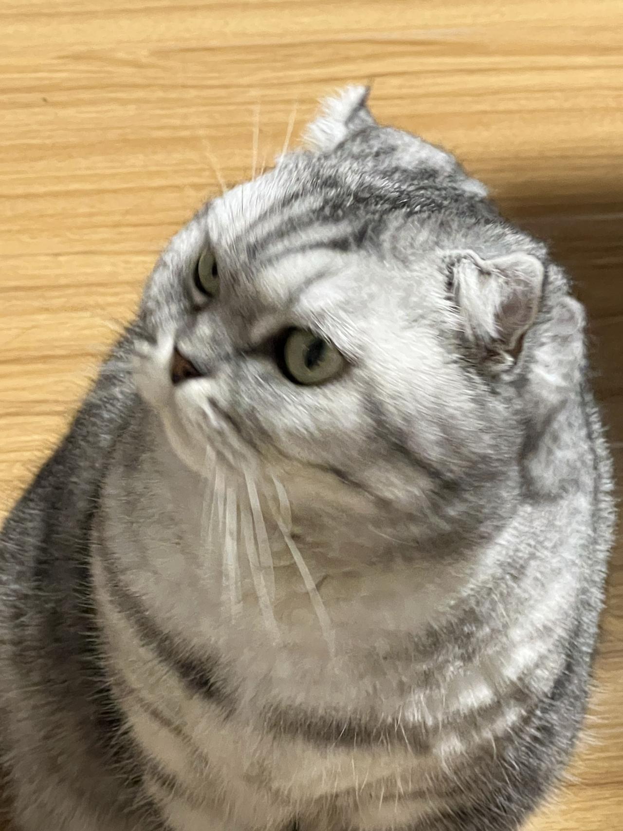 发一张图片看看你们家的猫我家胖乎乎的猫咪，非常可爱，全家人都喜欢它，它带给我们快