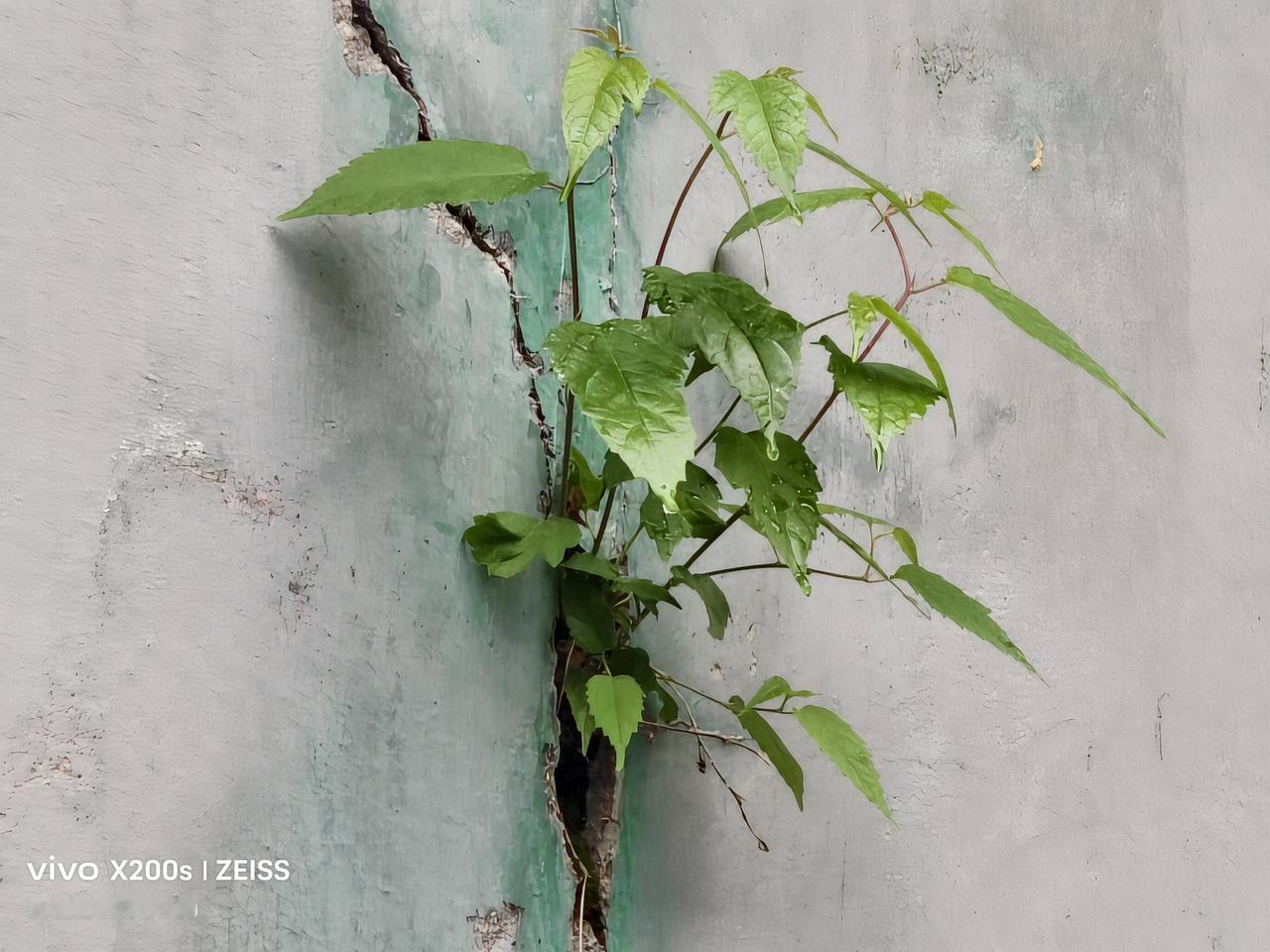 每日打卡拍绿植生命的力量：小小的绿植生长在围墙的夹缝之中，竟然将坚固的围墙，硬生