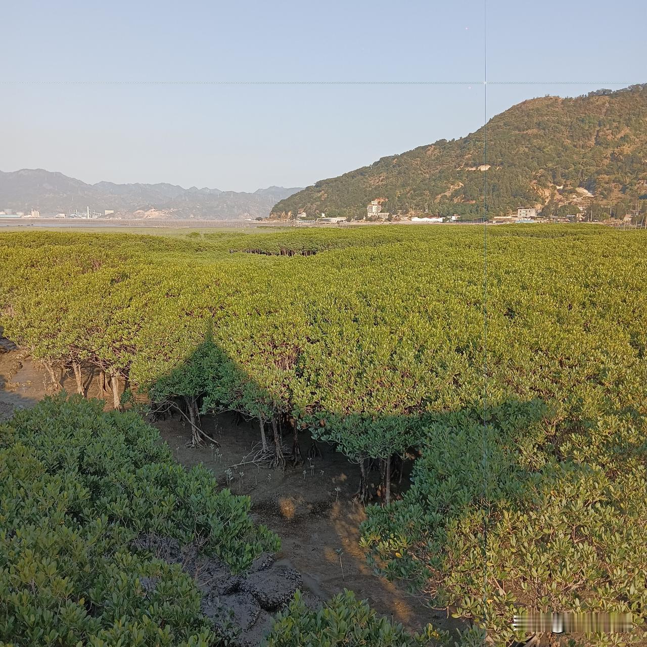 红树林海滩滩涂真是大自然的宝藏之地！曾经泛滥的互花米草被治理，如今滩涂上红树林落