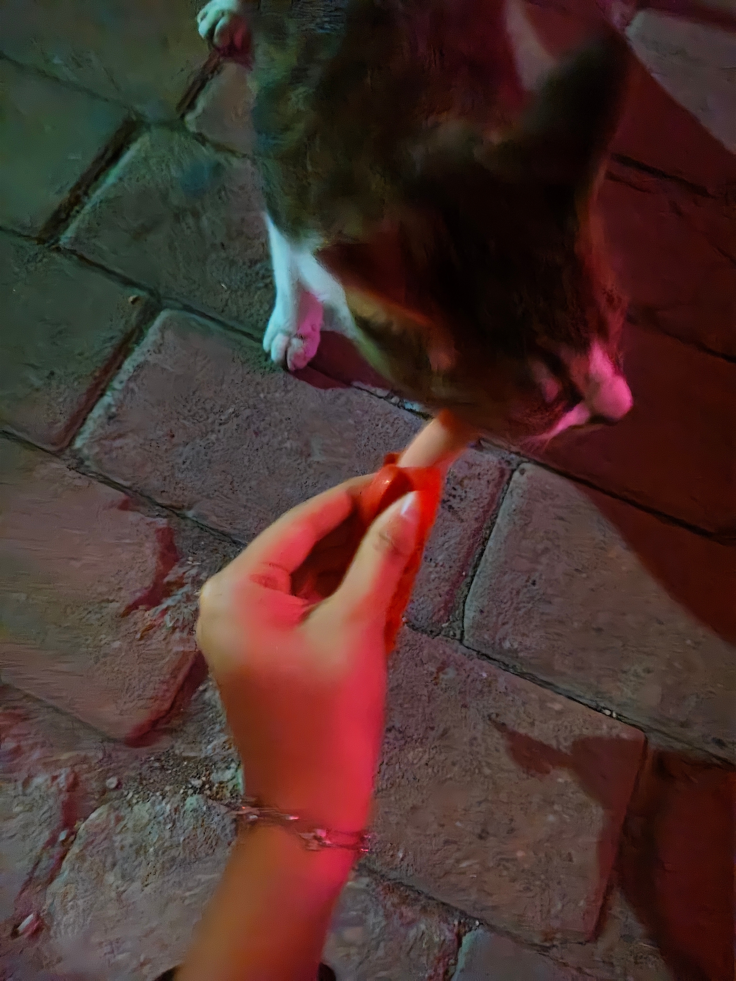 咪 明晚记得在楼下等我下班 我给你喂火腿肠🥺 