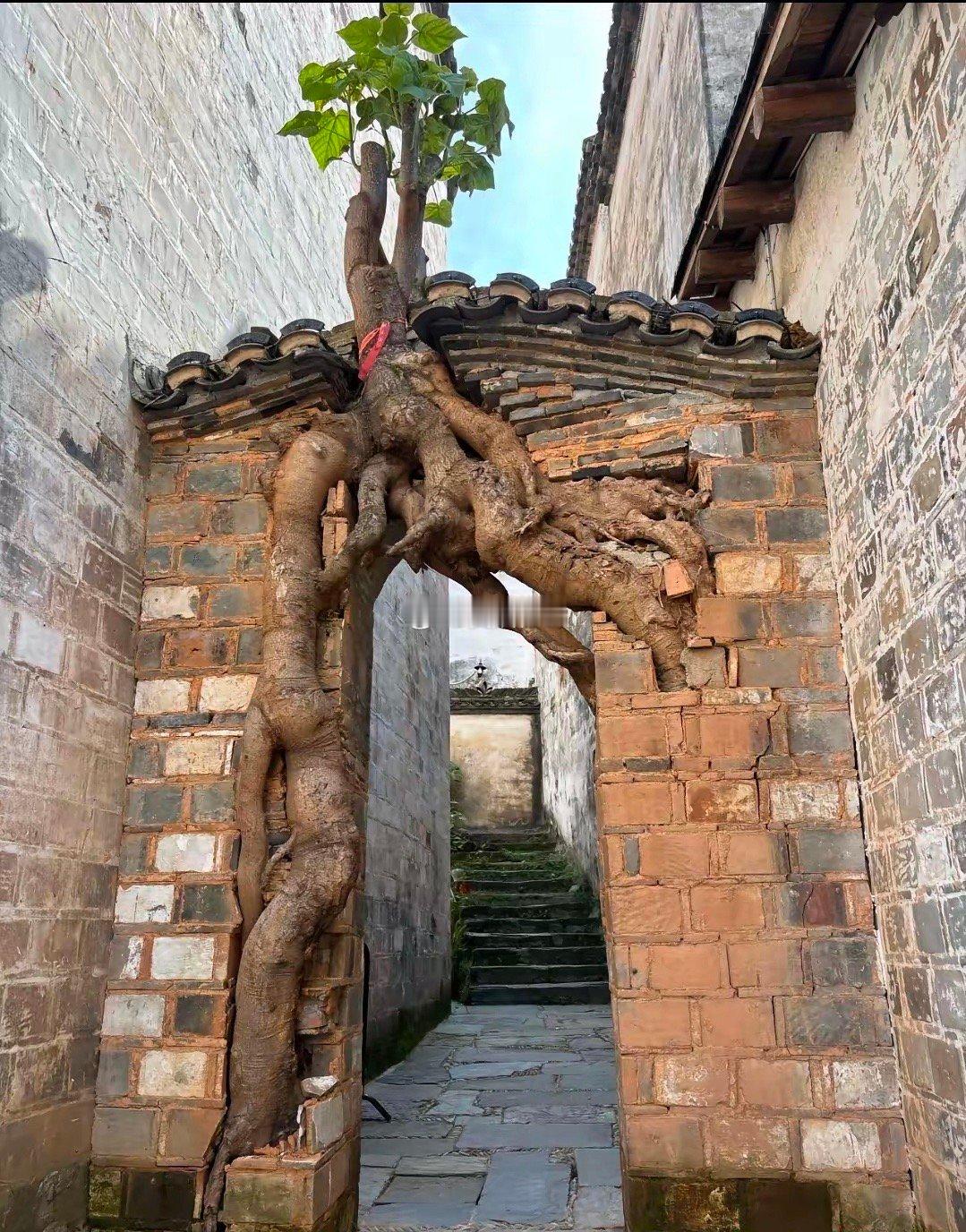 先有门还是先有树🤔评论区来聊聊