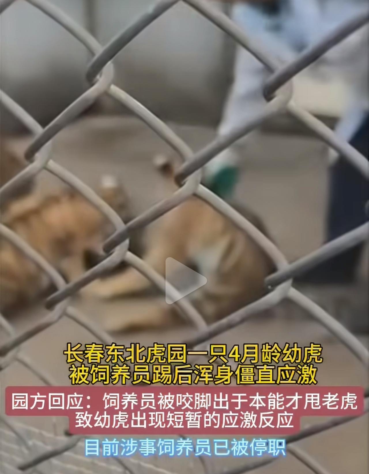 这段幼虎被踢僵直的视频，刷到的人基本都心疼不已，一度以为是工作人员恶意虐待小动物