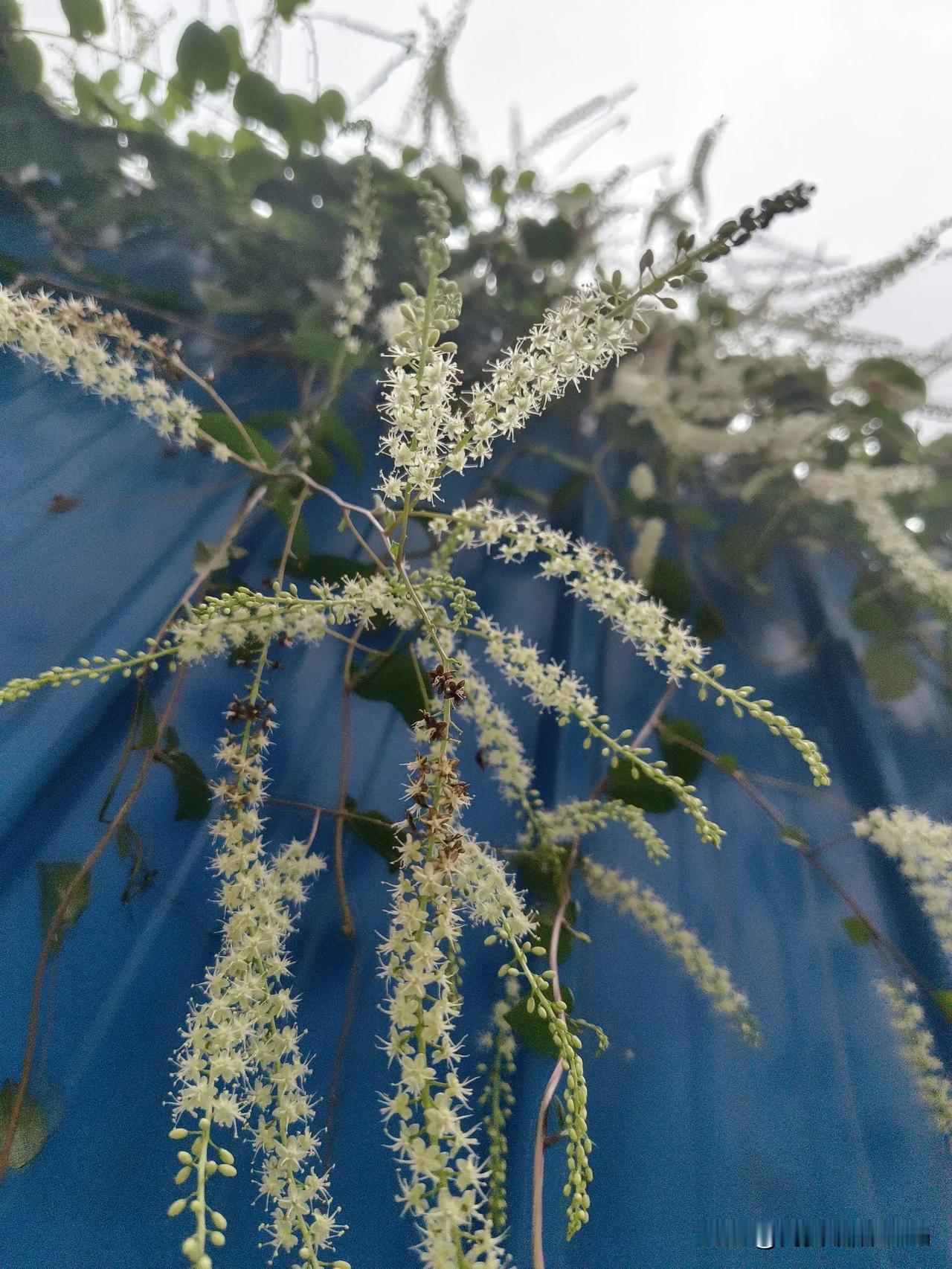 汉中的这个爬墙植物名字还挺好听的——落葵薯