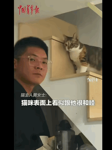 这猫简直成精了！

福建女孩带着男友回家，
自家猫咪见到客人立马开启撒娇模式，蹭
