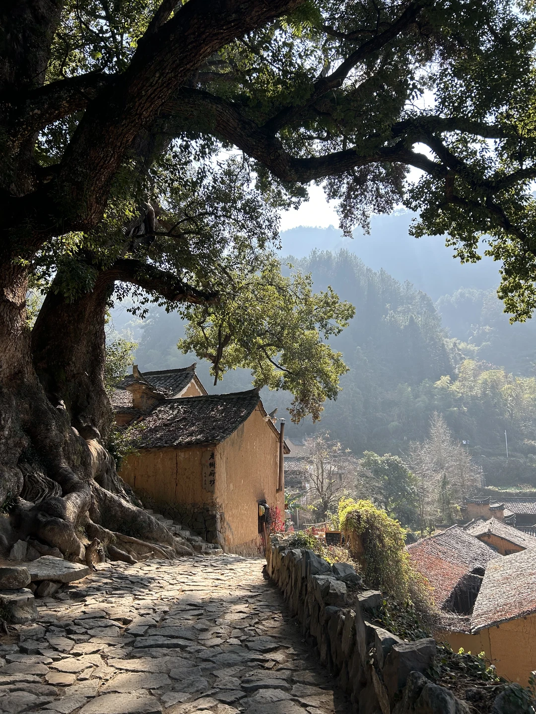 松阳，听说你出息了