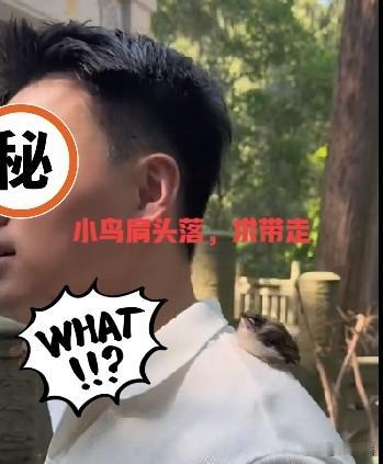 一只小鸟的命运

重庆女孩跟对象去寺庙还愿。

令人称奇的是，有一只小鸟（貌似麻