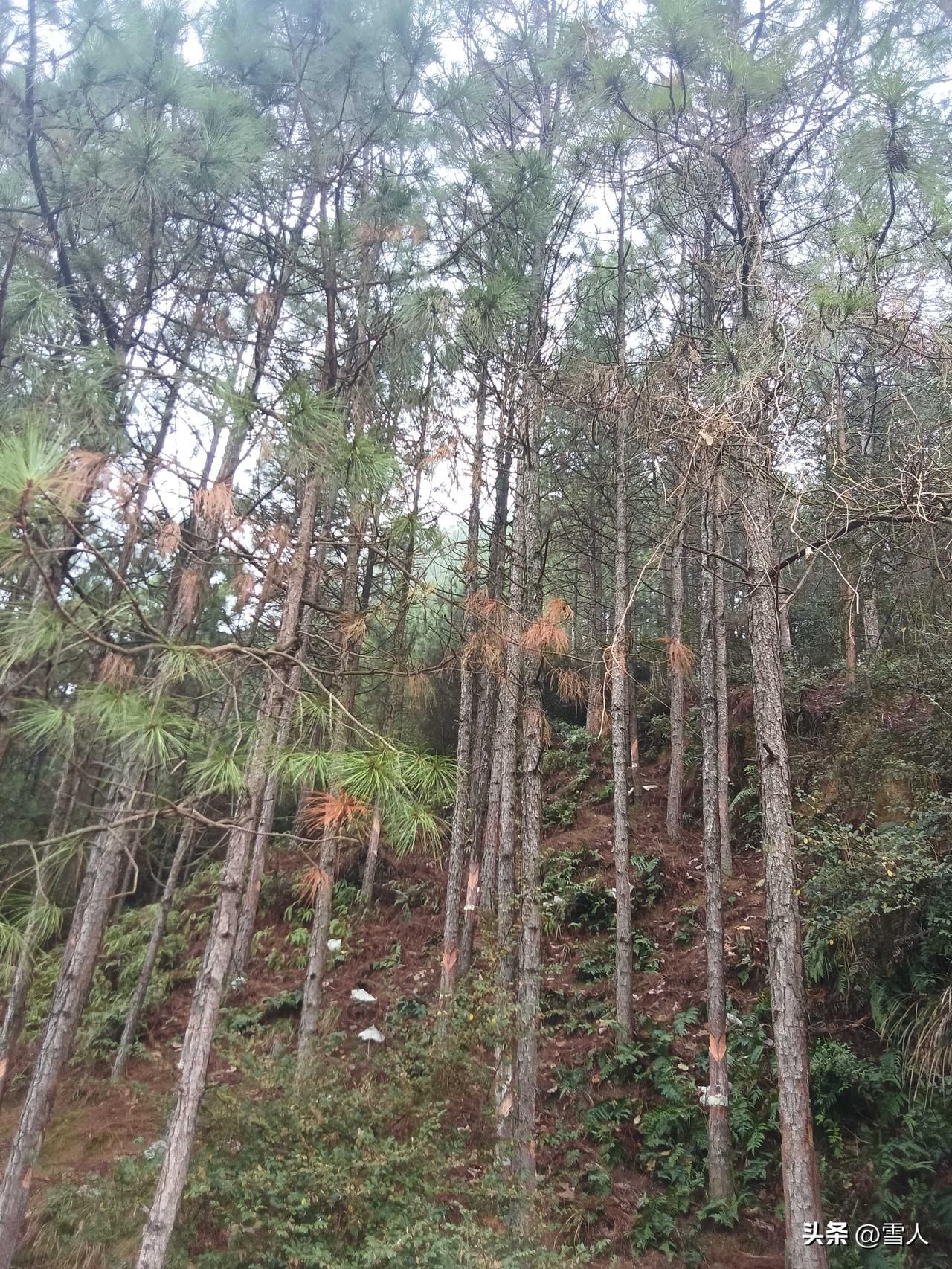 森林粮食凭什么成第三大农产品？3月12日植树节，国家林草局一组数据让人意外：20