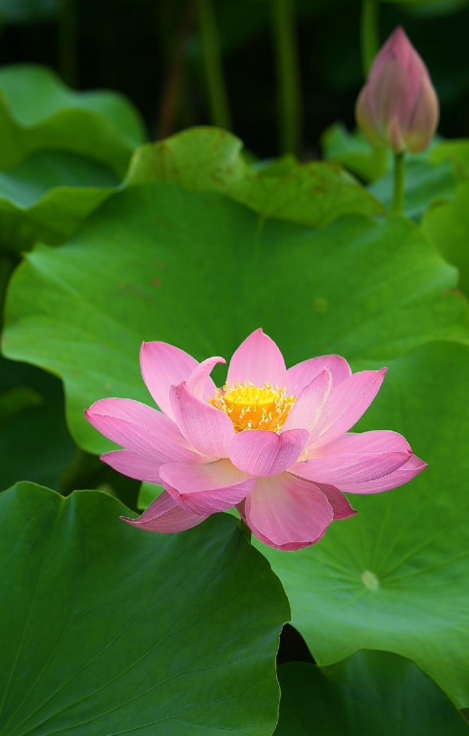 分享一下你拍的花朵随手拍～