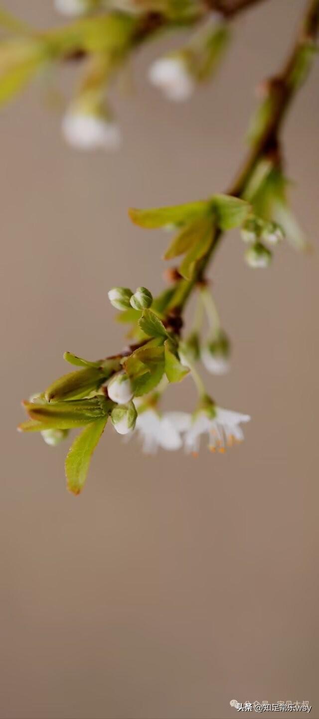 你可知道这是什么花？