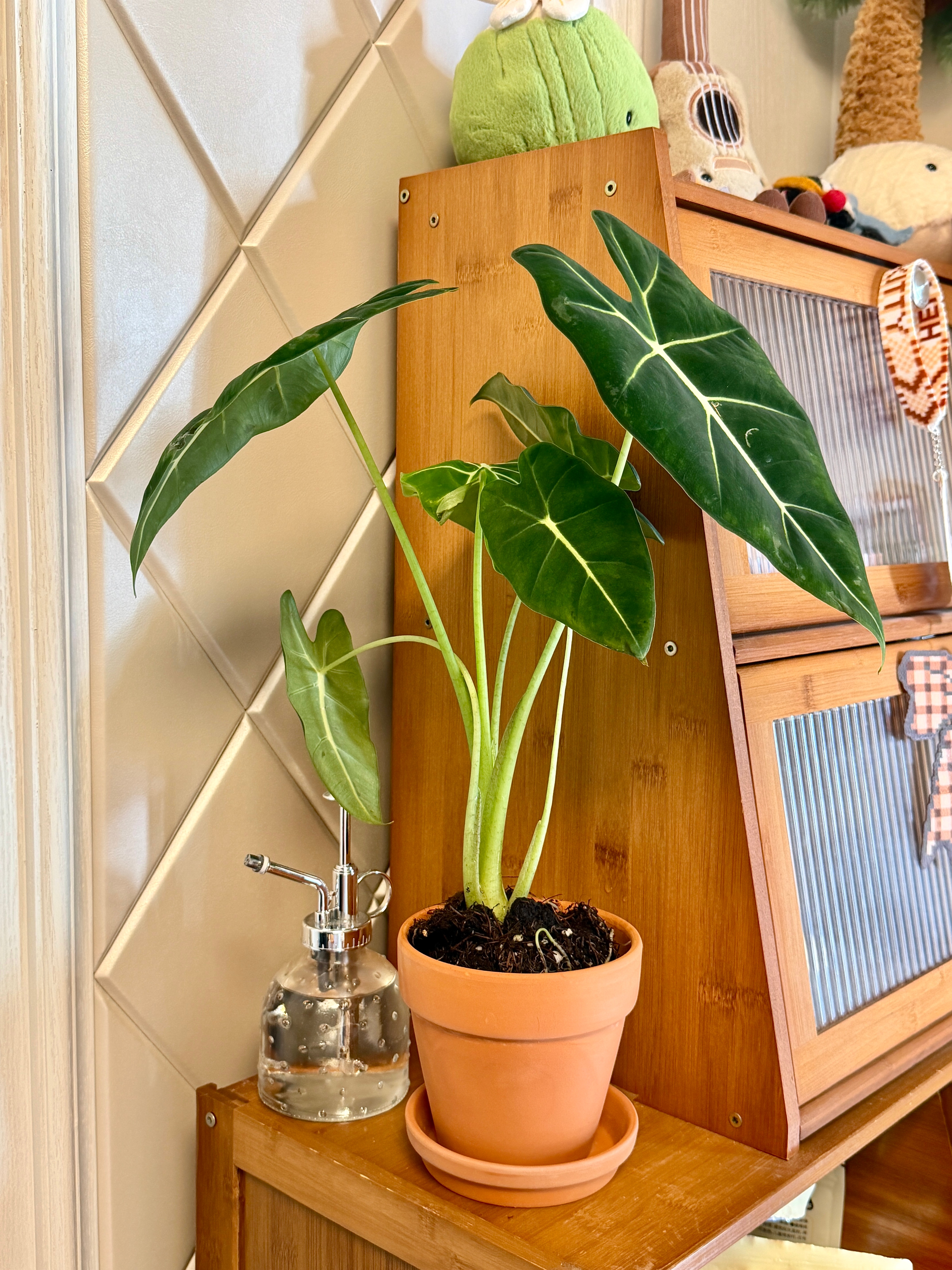 你终于要活起来了！！！刚开始买回来好多叶子摆在家里老好看了！！结果接二连三的 s